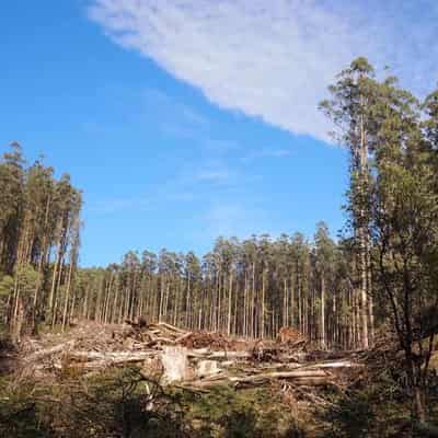 Forestry welcomes contracts but derides compo deal