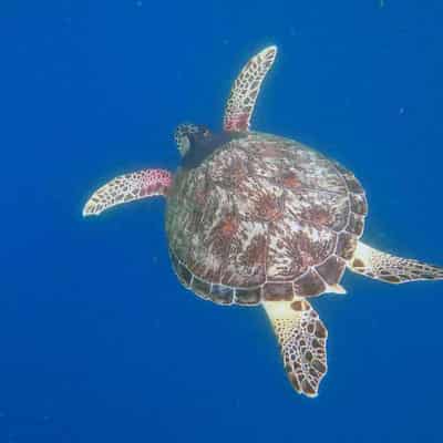 Sea turtles tracked swimming deep into Sydney Harbour